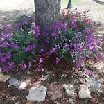 Tatil Evi Casa Naranja